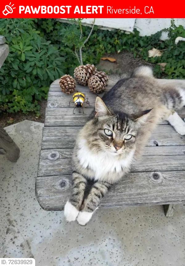 Lost Female Cat last seen 14th & victoria, Riverside, CA 92507