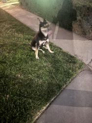 Found/Stray Female Dog last seen Fresbie middle school , Rialto, CA 92376