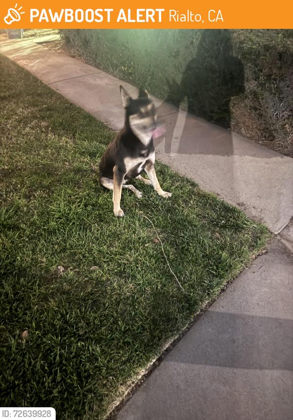 Found/Stray Female Dog last seen Fresbie middle school , Rialto, CA 92376