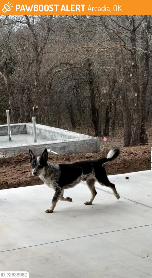 Found/Stray Male Dog last seen Covell & Post, Arcadia, OK 73007