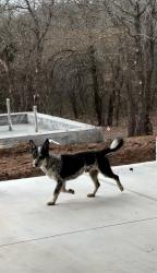Found/Stray Male Dog last seen Covell & Post, Arcadia, OK 73007