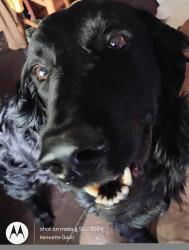 Lost Male Dog last seen 44th Bryant 29th St &sunnylane del city mid del hatrsdale area, Del City, OK 73115