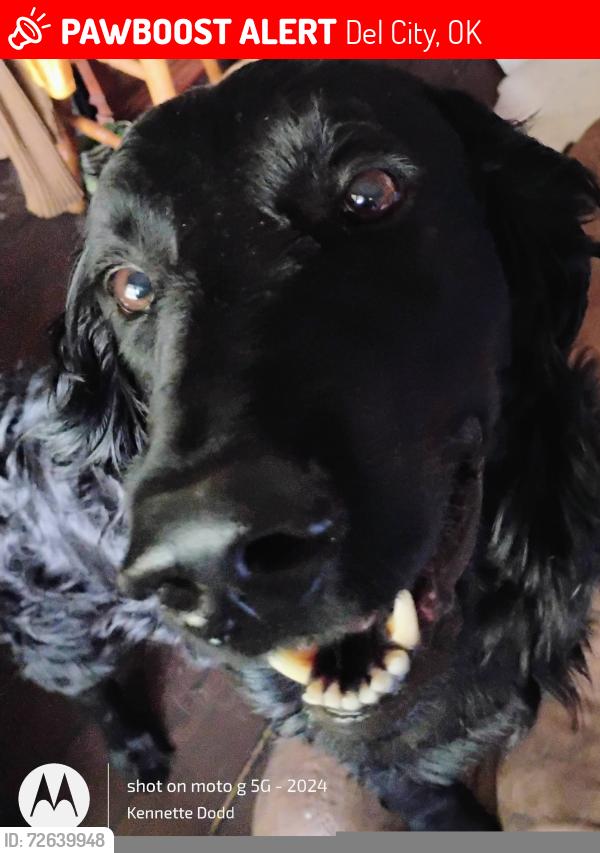 Lost Male Dog last seen 44th Bryant 29th St &sunnylane del city mid del hatrsdale area, Del City, OK 73115