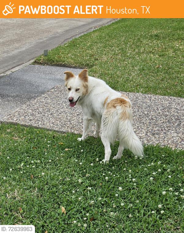 Found/Stray Unknown Dog last seen Aspenway and Lakewood Forest Dr, Houston, TX 77070