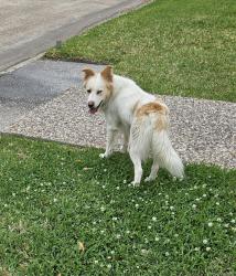 Found/Stray Unknown Dog last seen Aspenway and Lakewood Forest Dr, Houston, TX 77070