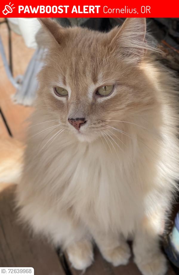 Lost Male Cat last seen S Fawn Ct, Cornelius, OR 97113
