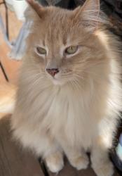 Lost Male Cat last seen S Fawn Ct, Cornelius, OR 97113