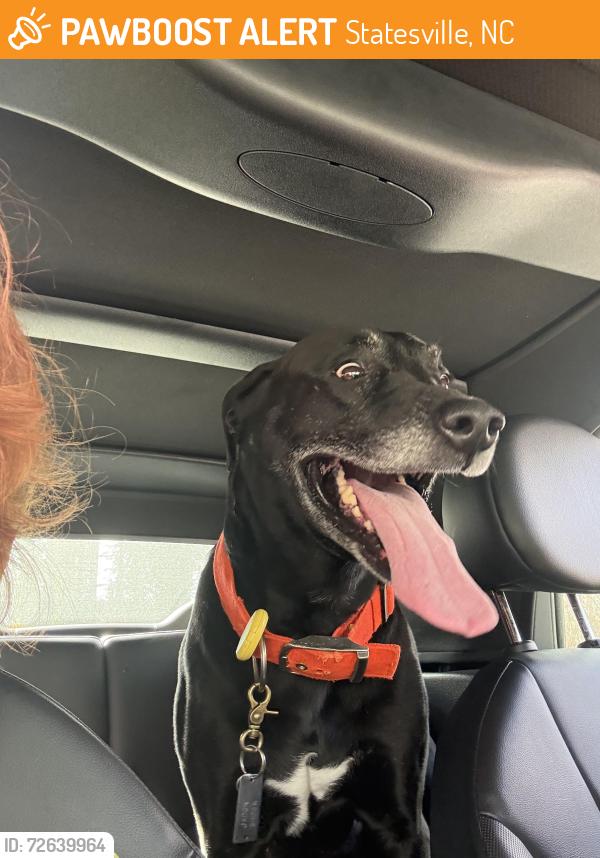 Found/Stray Male Dog last seen Ingles, Statesville, NC 28677