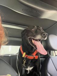 Found/Stray Male Dog last seen Ingles, Statesville, NC 28677