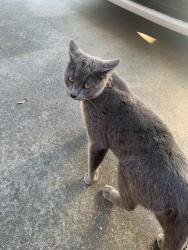 Found/Stray Male Cat last seen Hickory ave , Tracy, CA 95376