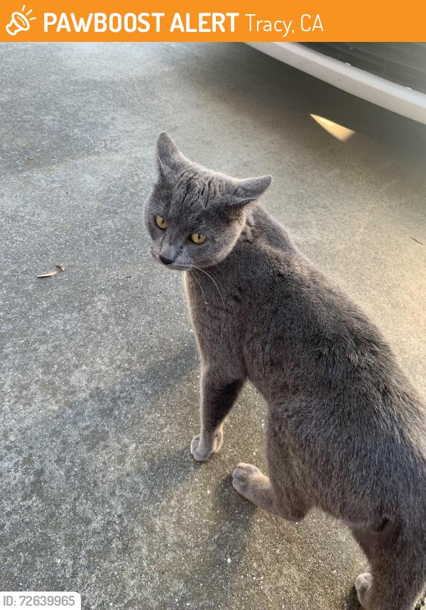 Found/Stray Male Cat last seen Hickory ave , Tracy, CA 95376