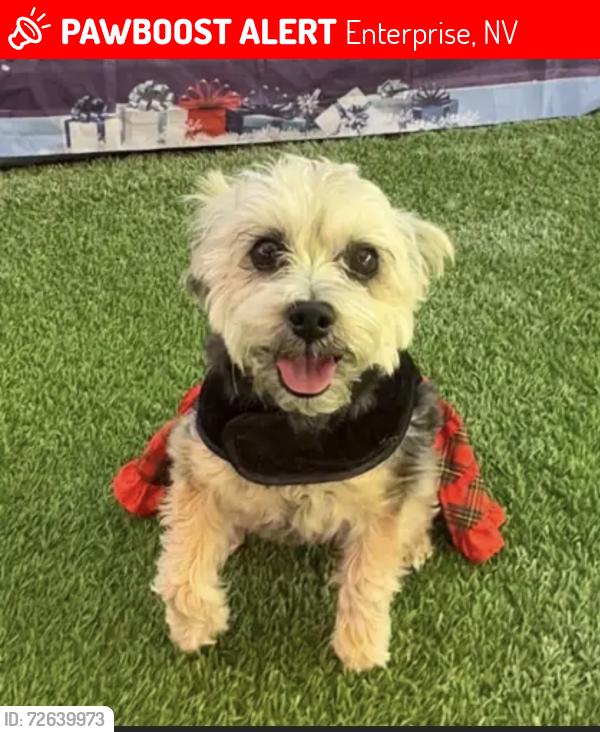 Lost Male Dog last seen Cimarron/richmar near blue diamond , Enterprise, NV 89113