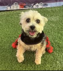 Lost Male Dog last seen Cimarron/richmar near blue diamond , Enterprise, NV 89113