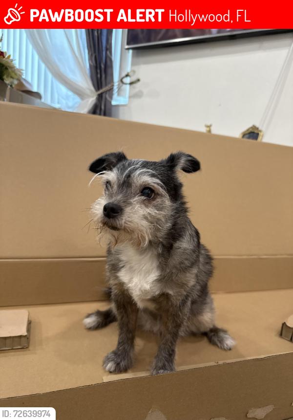 Lost Female Dog last seen boulevard heights, Hollywood, FL 33024