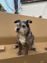 Lost Female Dog last seen boulevard heights, Hollywood, FL 33024