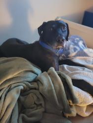 Lost Male Dog last seen Still Meadow, Leander, TX 78641