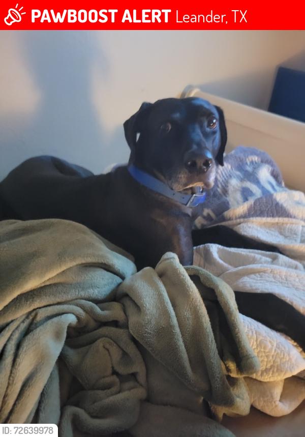 Lost Male Dog last seen Still Meadow, Leander, TX 78641