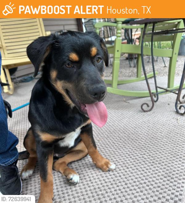 Found/Stray Female Dog last seen S Gessner and W Airport, Houston, TX 77071