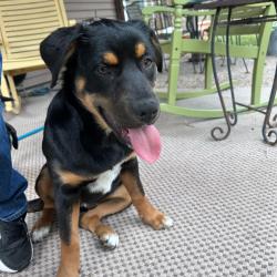 Found/Stray Female Dog last seen S Gessner and W Airport, Houston, TX 77071