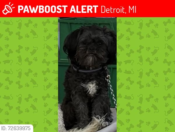 Lost Male Dog last seen Fullerton and Buena Vista , Detroit, MI 48238