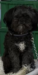 Lost Male Dog last seen Fullerton and Buena Vista , Detroit, MI 48238