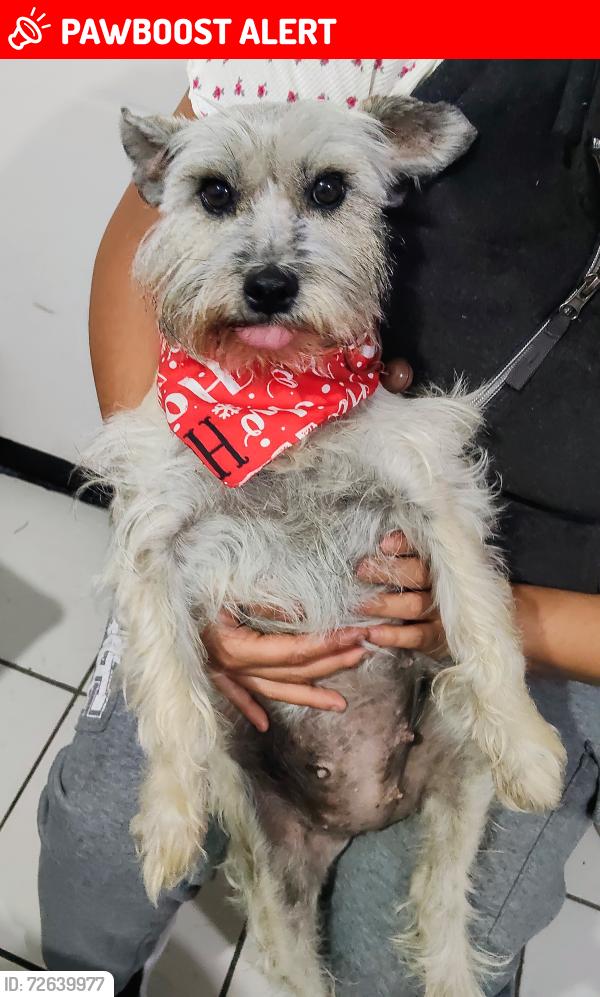 Lost Female Dog last seen Calle reforma , San Bernabé Temoxtitla, Pue. 