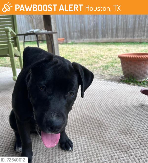 Found/Stray Male Dog last seen S Gessner and W Airport, Houston, TX 77071