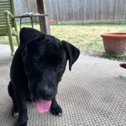 Found/Stray Male Dog last seen S Gessner and W Airport, Houston, TX 77071