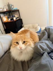 Lost Female Cat last seen Near Legendary drive, Austin, TX 78727