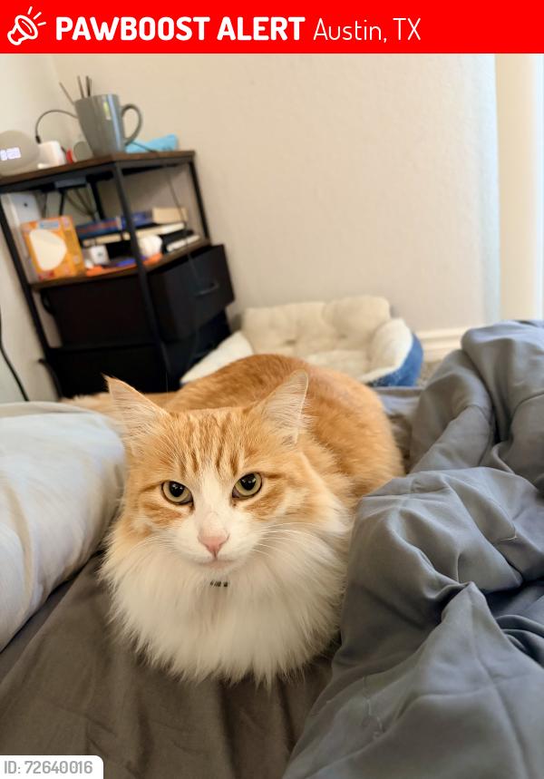 Lost Female Cat last seen Near Legendary drive, Austin, TX 78727