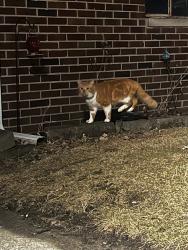 Found/Stray Unknown Cat last seen Marlow and Pearson, Oak Park, MI 48237