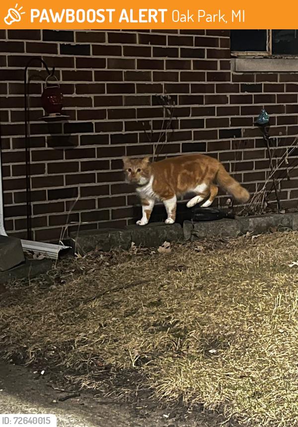 Found/Stray Unknown Cat last seen Marlow and Pearson, Oak Park, MI 48237