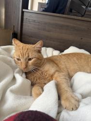 Lost Male Cat last seen Irving close lanotte park , Irving, TX 75061