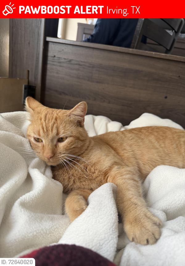 Lost Male Cat last seen Irving close lanotte park , Irving, TX 75061