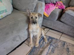 Found/Stray Male Dog last seen 75th Ave and Thomas Rd.  In Phoenix, Phoenix, AZ 85033