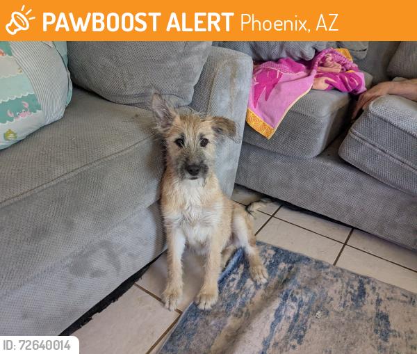 Found/Stray Male Dog last seen 75th Ave and Thomas Rd.  In Phoenix, Phoenix, AZ 85033