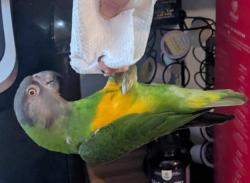 Lost Unknown Bird last seen Topside Road, at the new apmt rebuild , Louisville, TN 37777