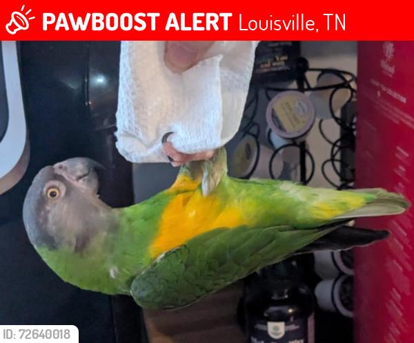 Lost Unknown Bird last seen Topside Road, at the new apmt rebuild , Louisville, TN 37777