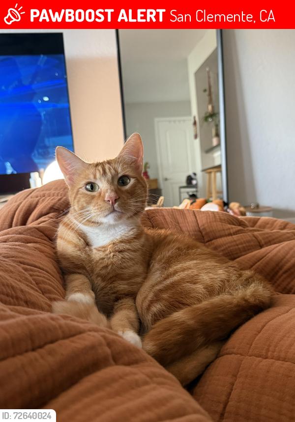 Lost Male Cat last seen Near calle del cerro, San Clemente, CA 92672