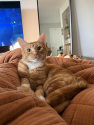 Lost Male Cat last seen Near calle del cerro, San Clemente, CA 92672