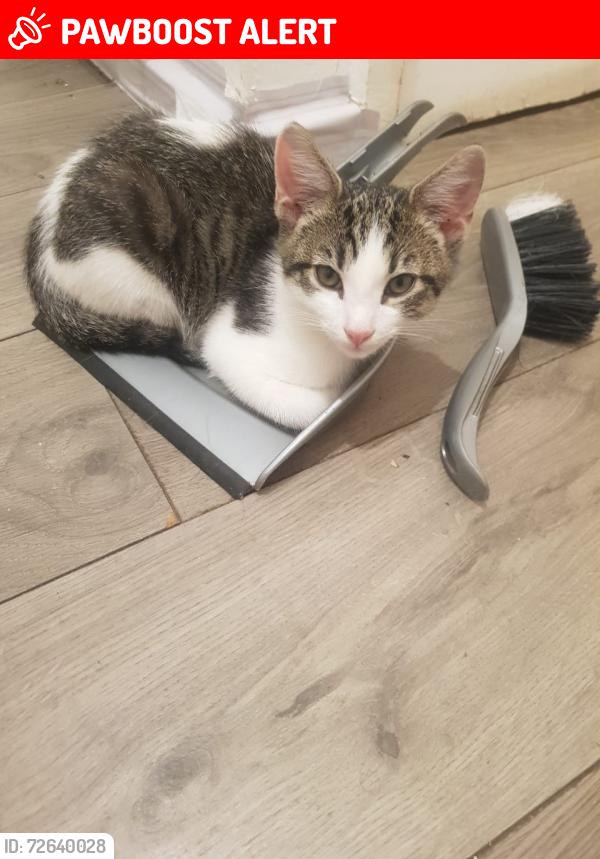 Lost Male Cat last seen Hamilton square, Greater London, England SE1 3SB