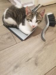 Lost Male Cat last seen Hamilton square, Greater London, England SE1 3SB