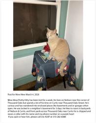 Lost Male Cat last seen Thousand Oaks & Curtis / Neilson, Berkeley, CA 94707