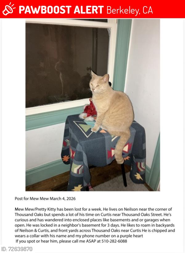 Lost Male Cat last seen Thousand Oaks & Curtis / Neilson, Berkeley, CA 94707