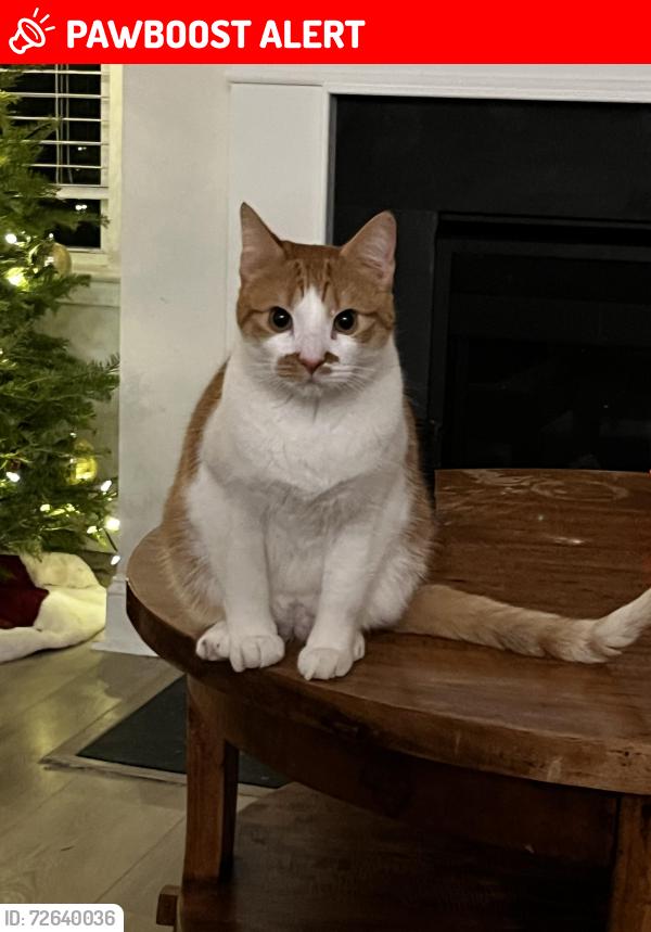 Lost Male Cat last seen Windsor Crossing, North Charleston, SC 29420