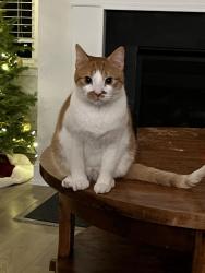 Lost Male Cat last seen Windsor Crossing, North Charleston, SC 29420