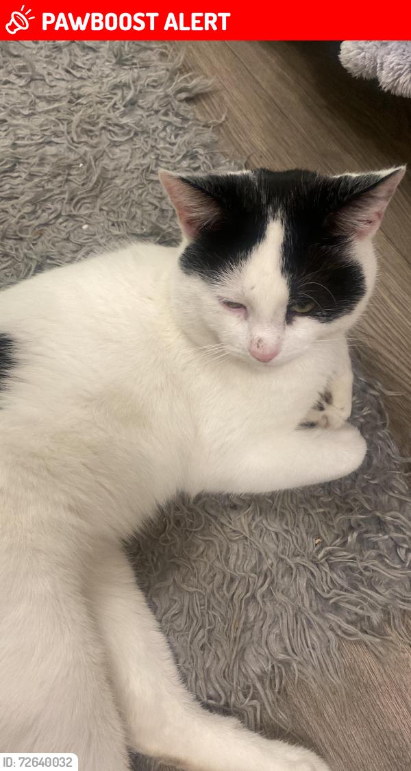 Lost Male Cat last seen Hamilton square, Greater London, England SE1