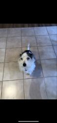 Lost Male Dog last seen Woodcreek way, Bloomfield Hills, MI 48304