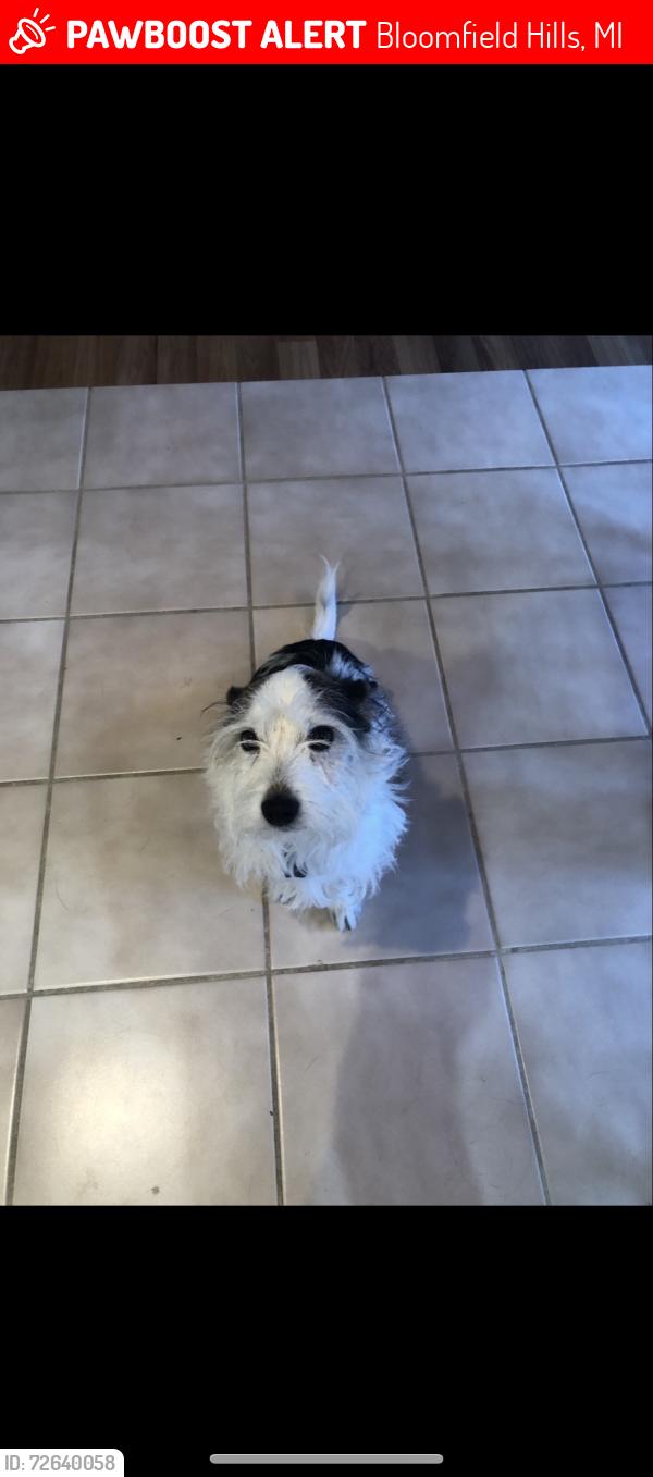 Lost Male Dog last seen Woodcreek way, Bloomfield Hills, MI 48304