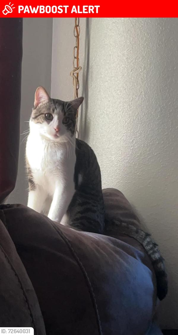 Lost Male Cat last seen Schultz st, otteman ct, Colorado Springs, CO 80909